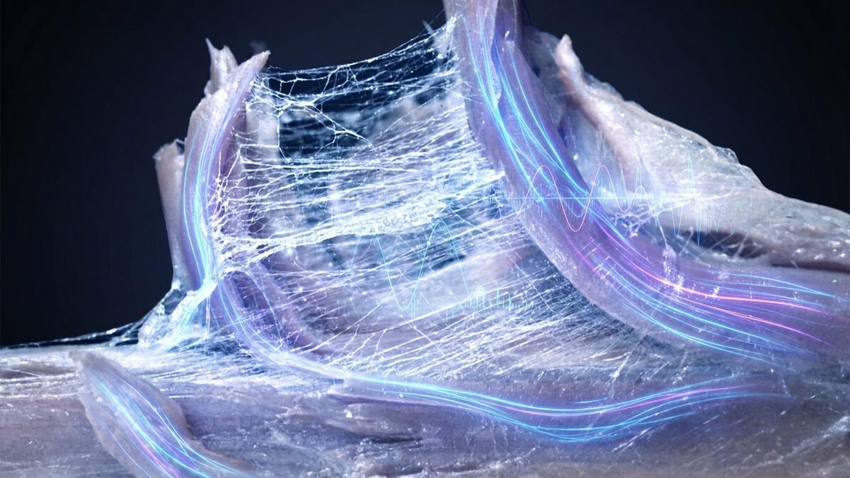 Fascia and Frequency: The Living Network That Responds to Vibration, Information, and Coherence