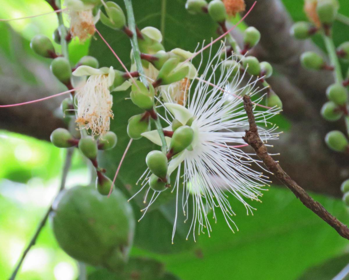 Powder Puff Tree