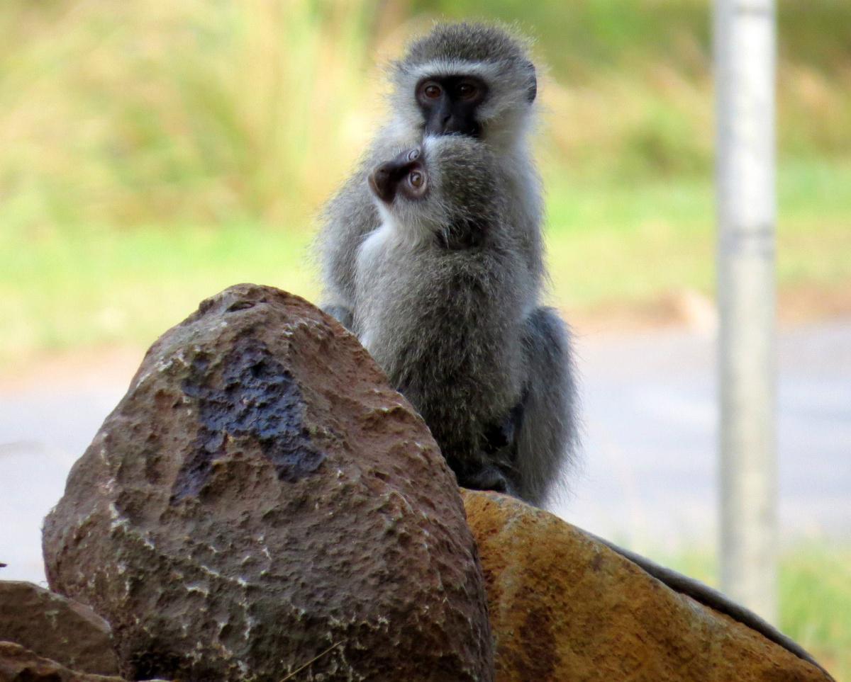 Vervet Monkey