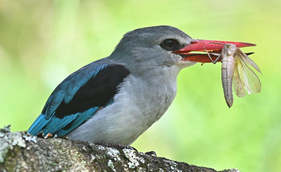 Mangrove Kingfisher