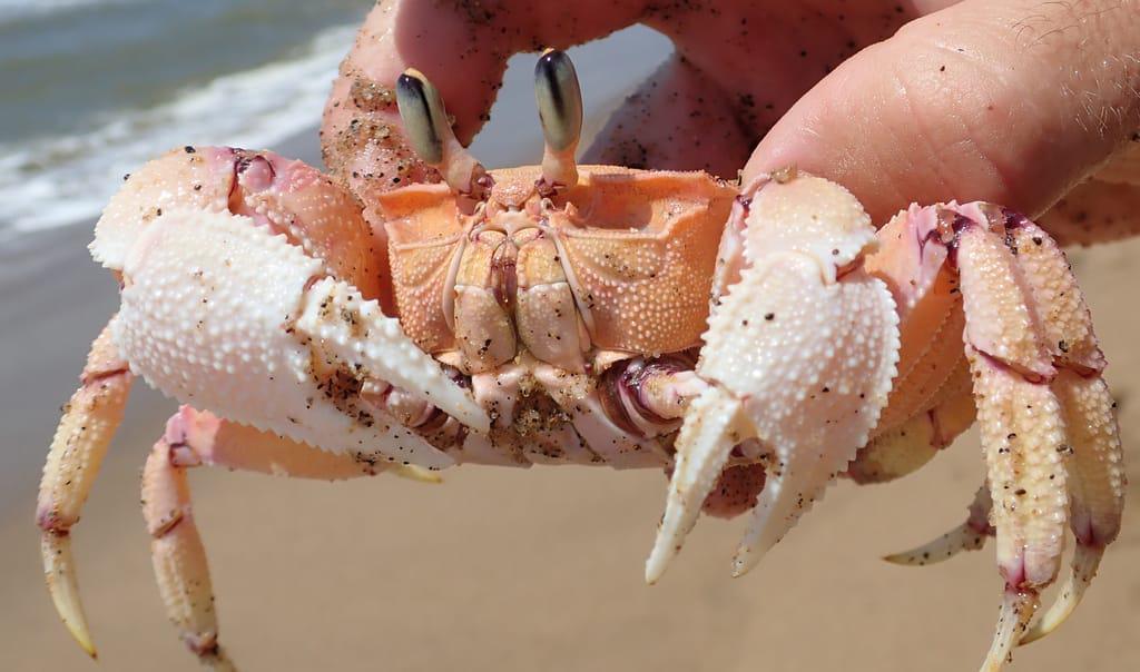 Ghost Crab 