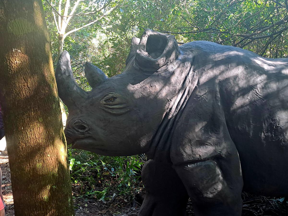 The Story Of Rhumba The Rhino.