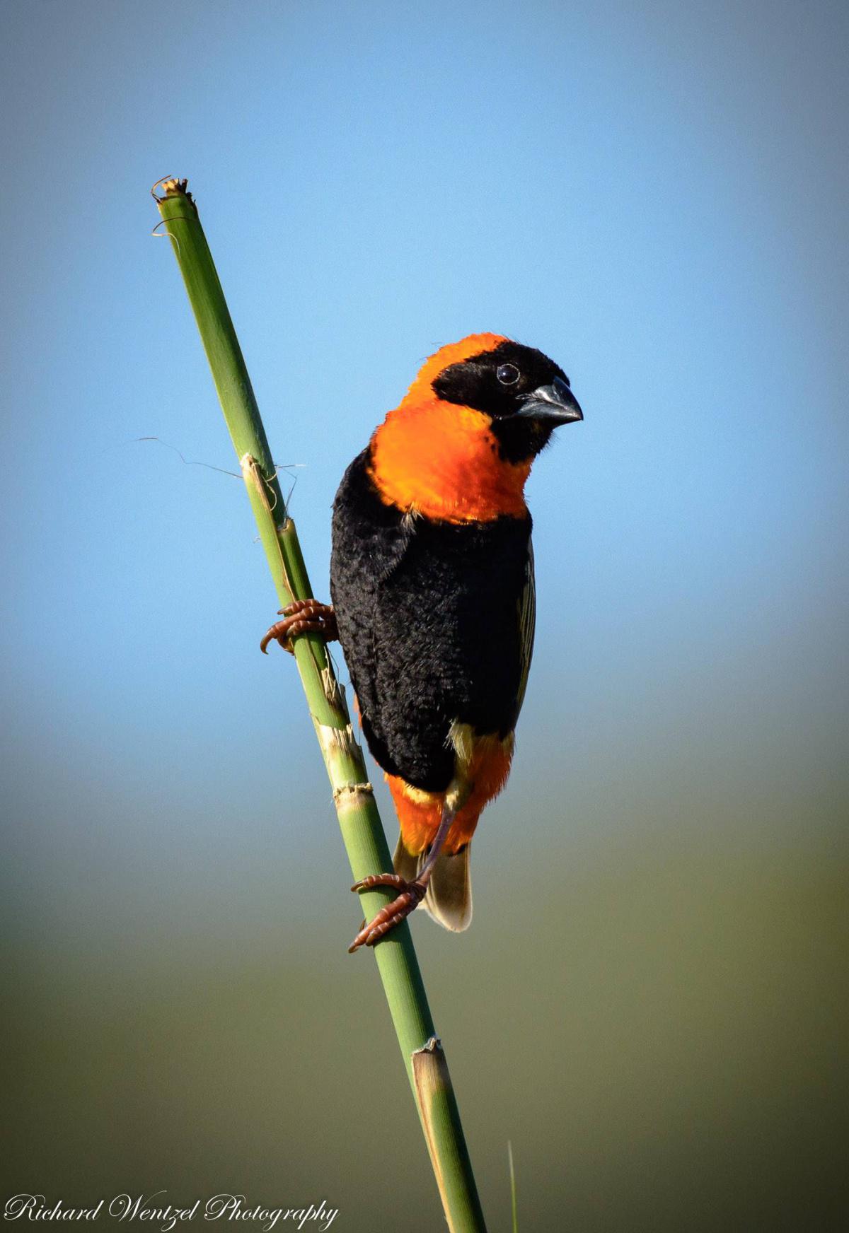 Red Bishop