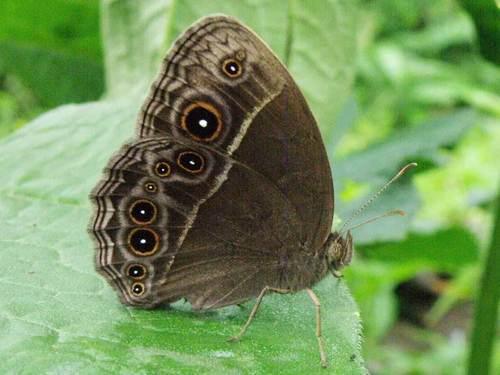 Common Bush Brown Butterfly