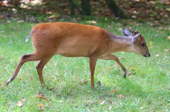 Red Forest Duiker