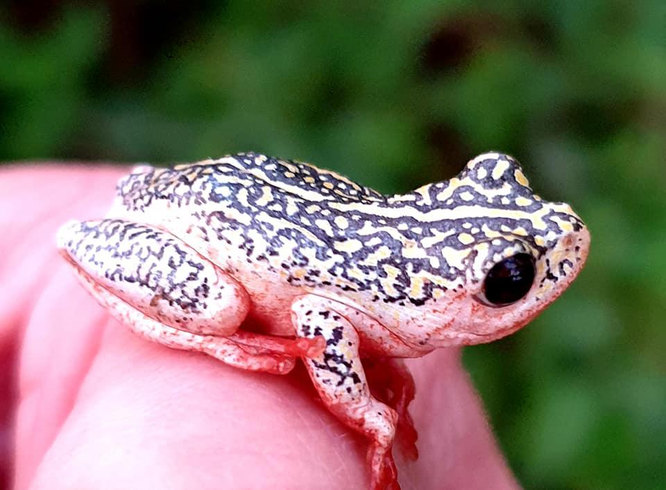 Marbled Reed Frog 