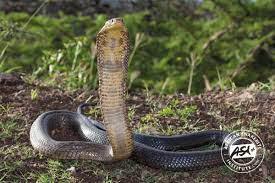 Brown Forest Cobra, (Naja Subfulva)