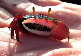 East African Fiddler Crab