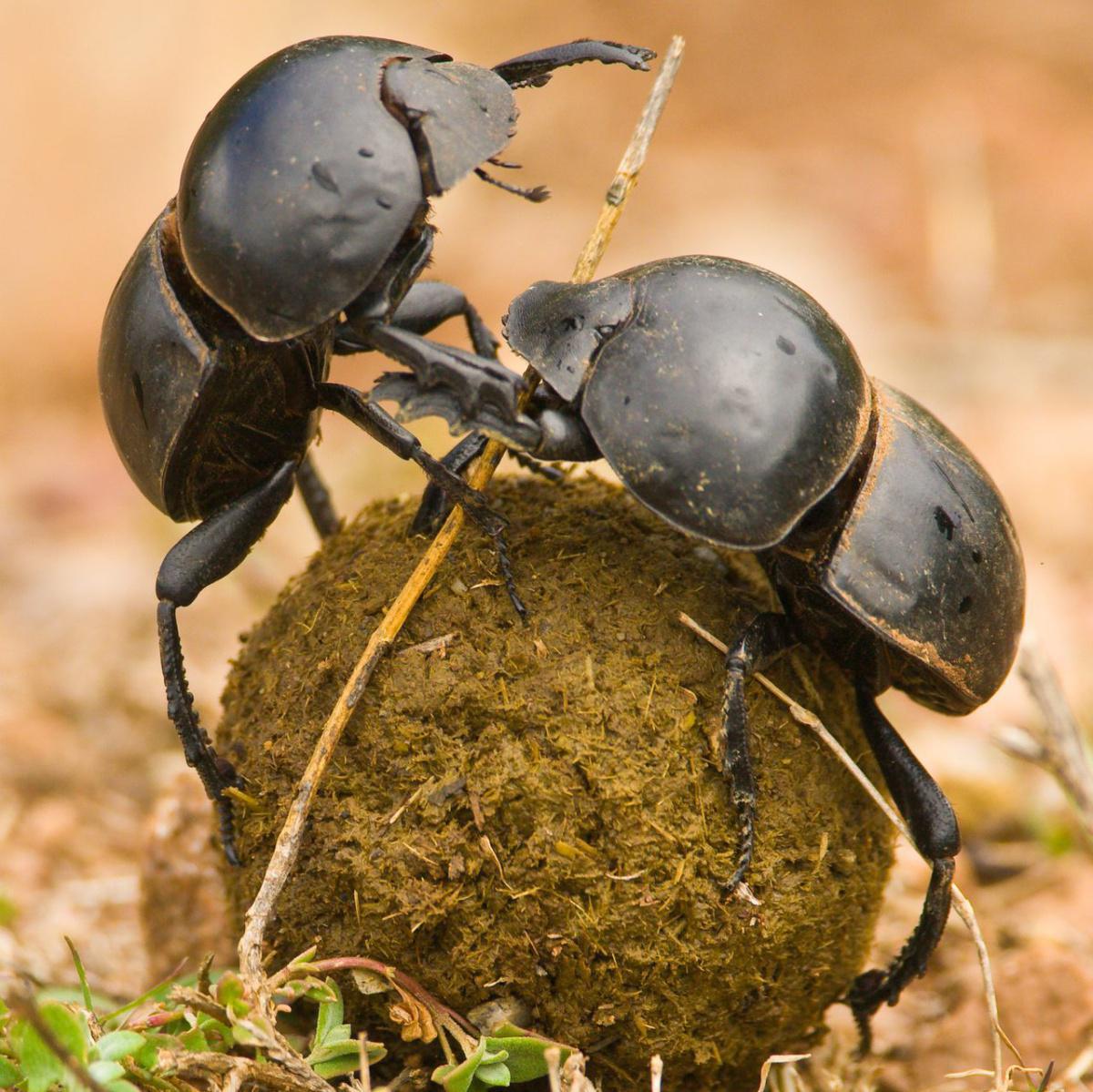 Dung Beetle (A) Miskruiers (Z)nomswani ibhungane