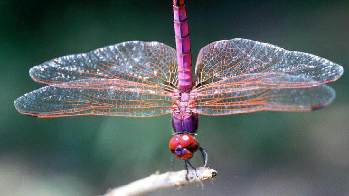 Dragonflies (A) Naaldekokers (Z) Ujekamanzi