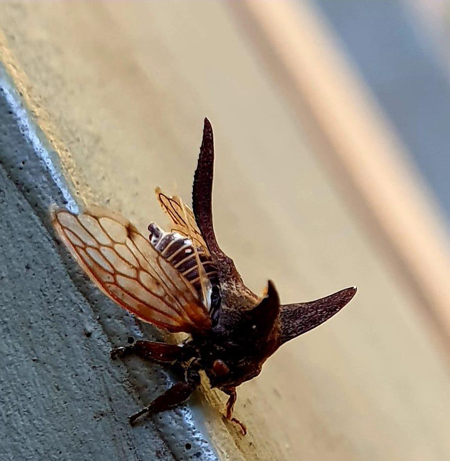 Tree Hoppers (Membracidea) (A)Bladspringers (Z) Isibungu