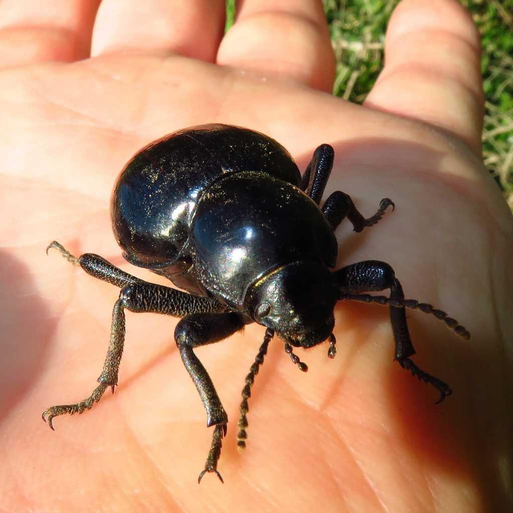 Toktokkie Beetle (A) Toktokkie 