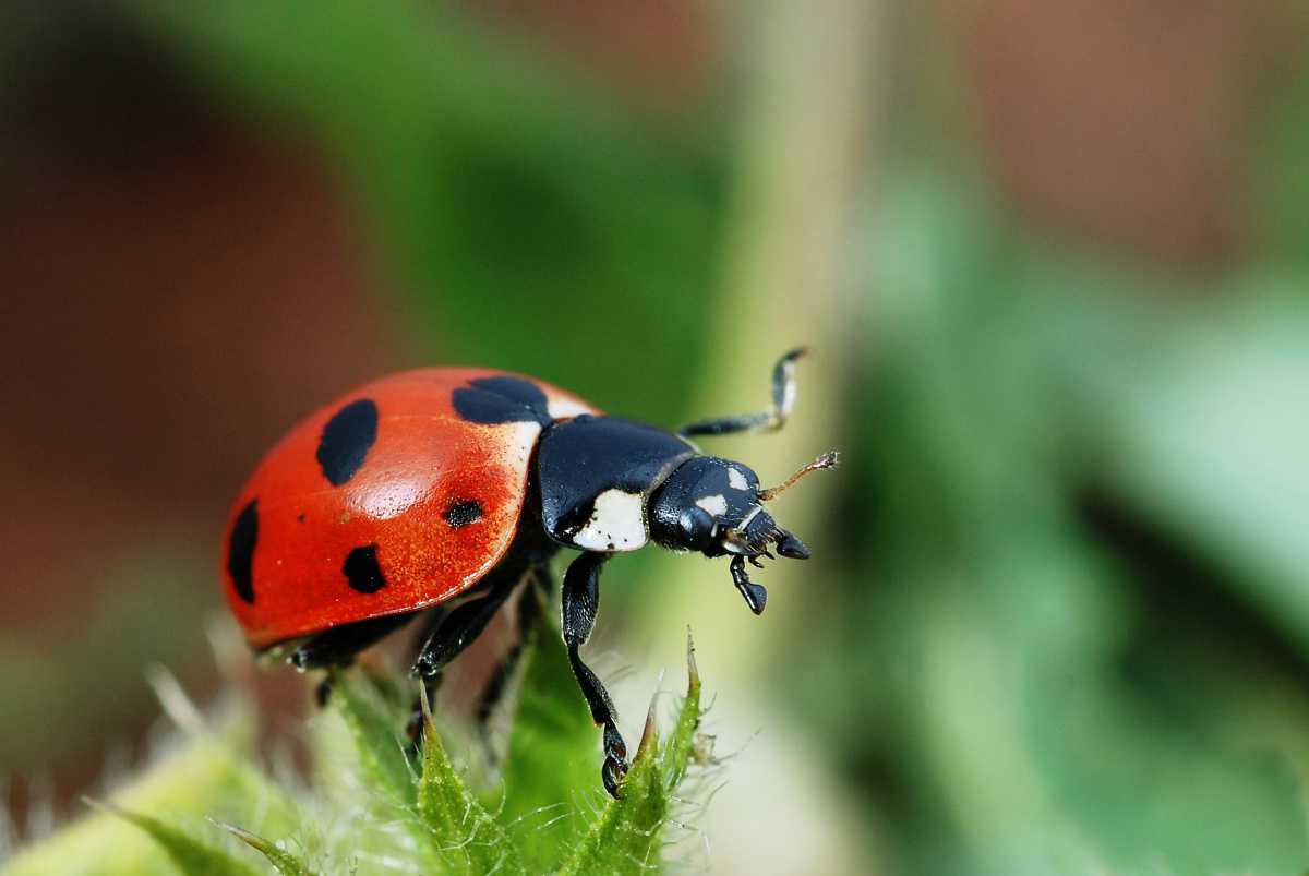 Ladybird (A) Skilpadkewers 