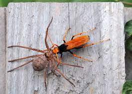 Spider Hunting Wasp (A)Spinnekopjagters