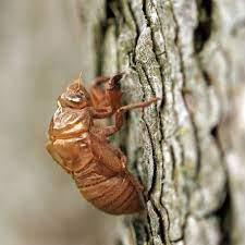 Cicadas (A) Sonbesies (Z) Ama-cicadas