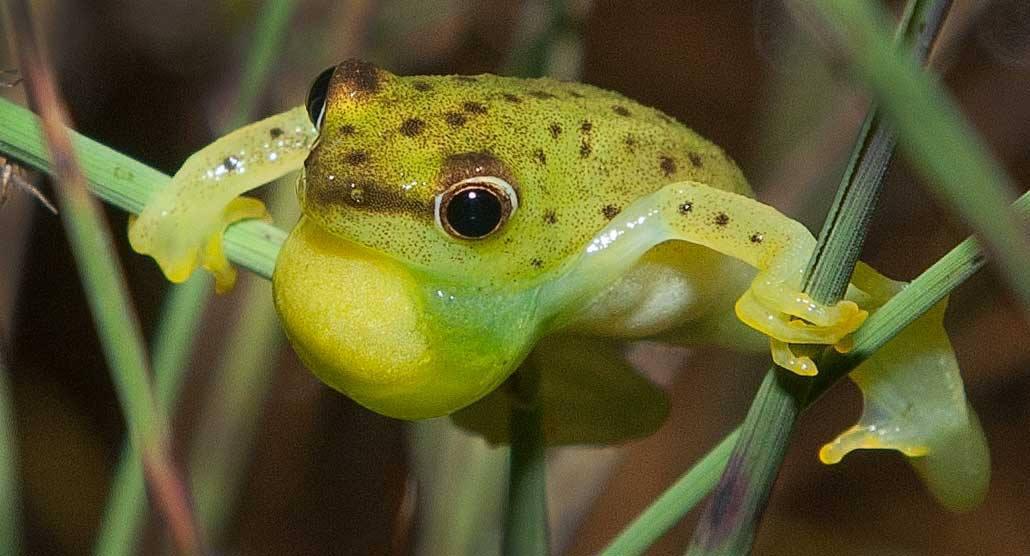 Water Lily Frog (A) Waterlelie Padda (Z) Amanzi lily ixoxo