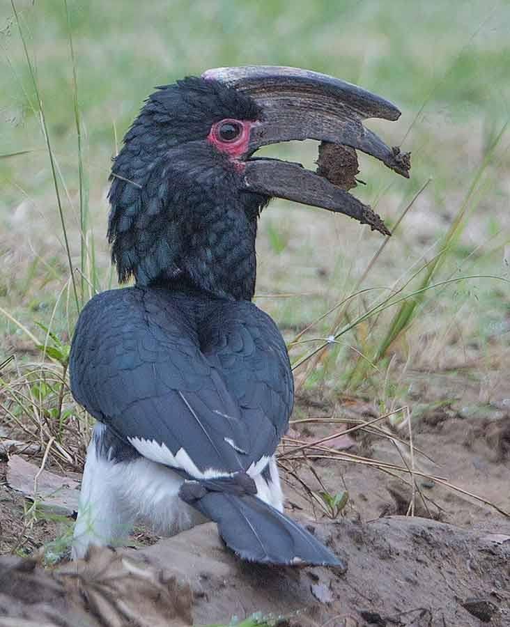 Ground Hornbill