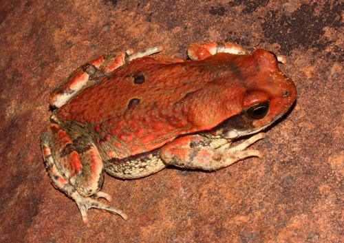 African Red Toad (A)Rooiskurwepadda (Z)Ixoxo elibomvu )