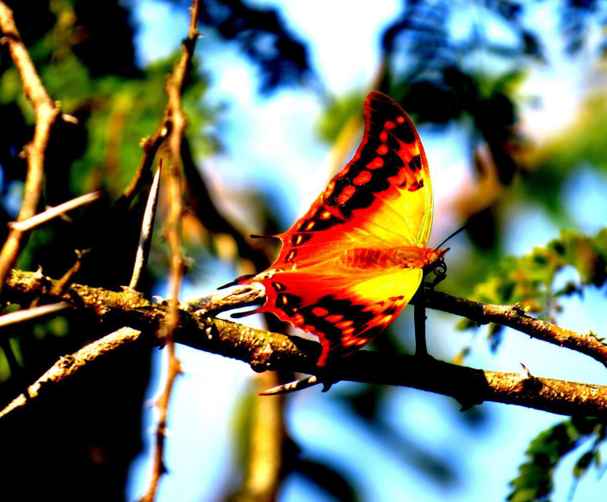 Green-veined Emperor. (L) Charaxes candiope