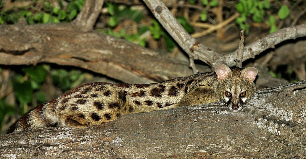 Genet Cat [A] muskeljaatkat [Z]Insimba