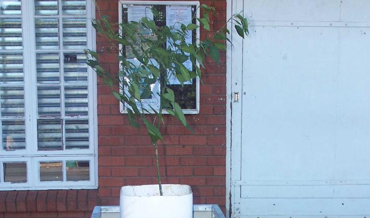 Alien invasive plant programme