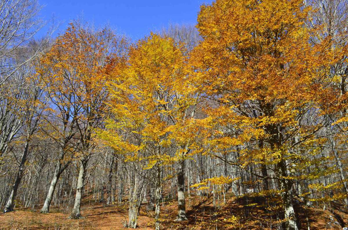 MATESE’S TRUFFLE TOUR