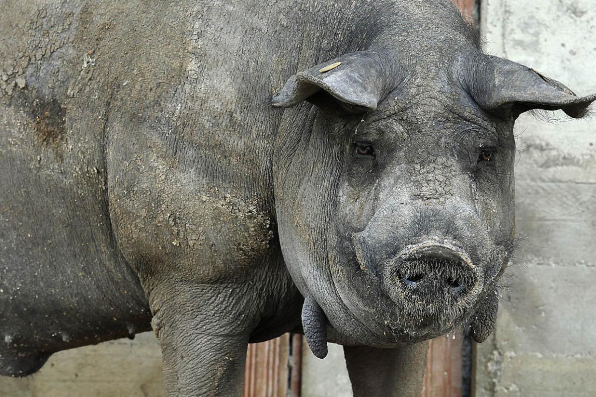 THE BLACK PORK TOUR THE BLACK PORK TOUR