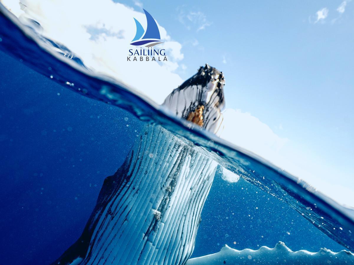 Avistamento de baleias Avistamento de baleias