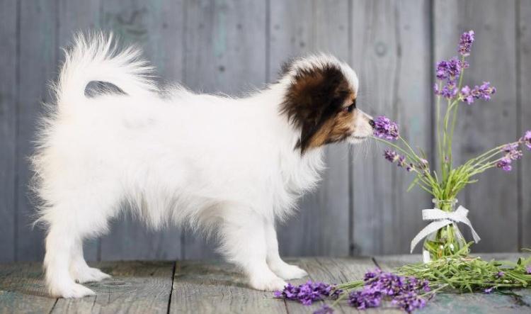 Ätherische Öle und Haustiere - Pflanzenkraft für unsere tierischen Freunde