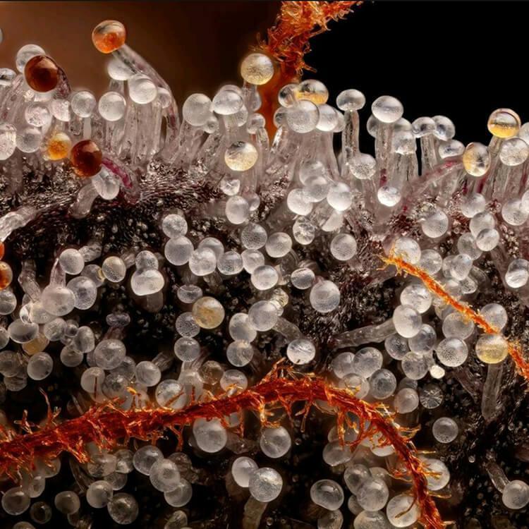 Grape Pie by GLP Grape Pie by GLP