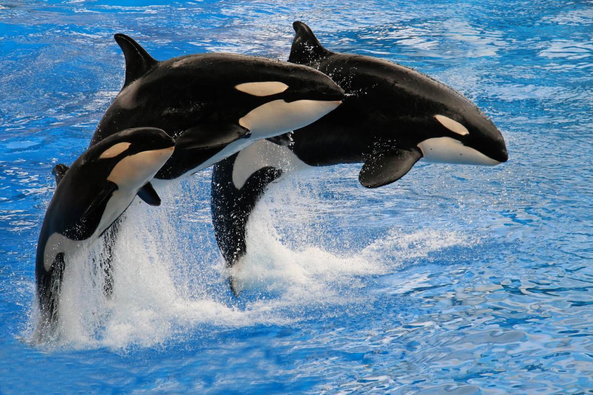 Activité Marineland
