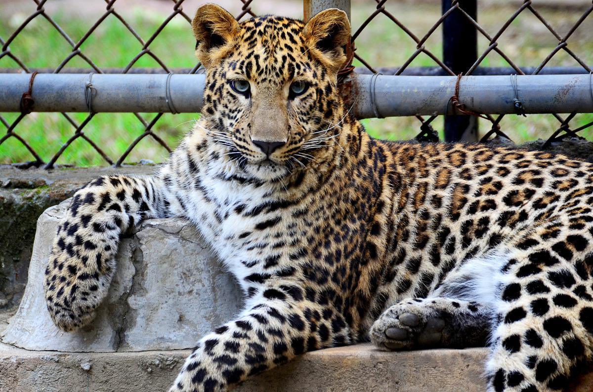 ZOO de Thoiry