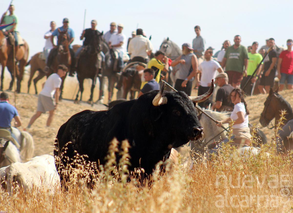 ENCIERRO POR EL CAMPO