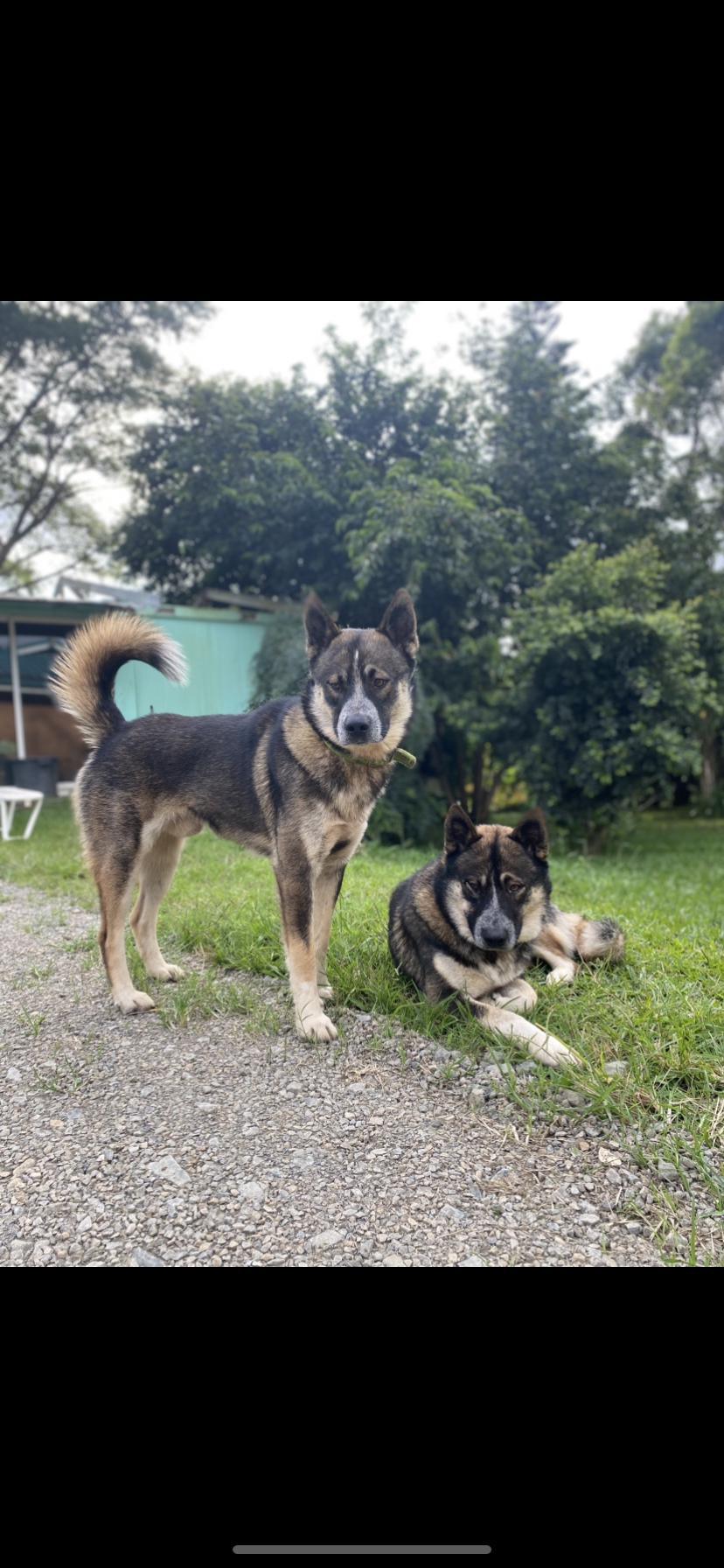 CHIEN HUSKY POUR FAMILLE D ACCEUIL 