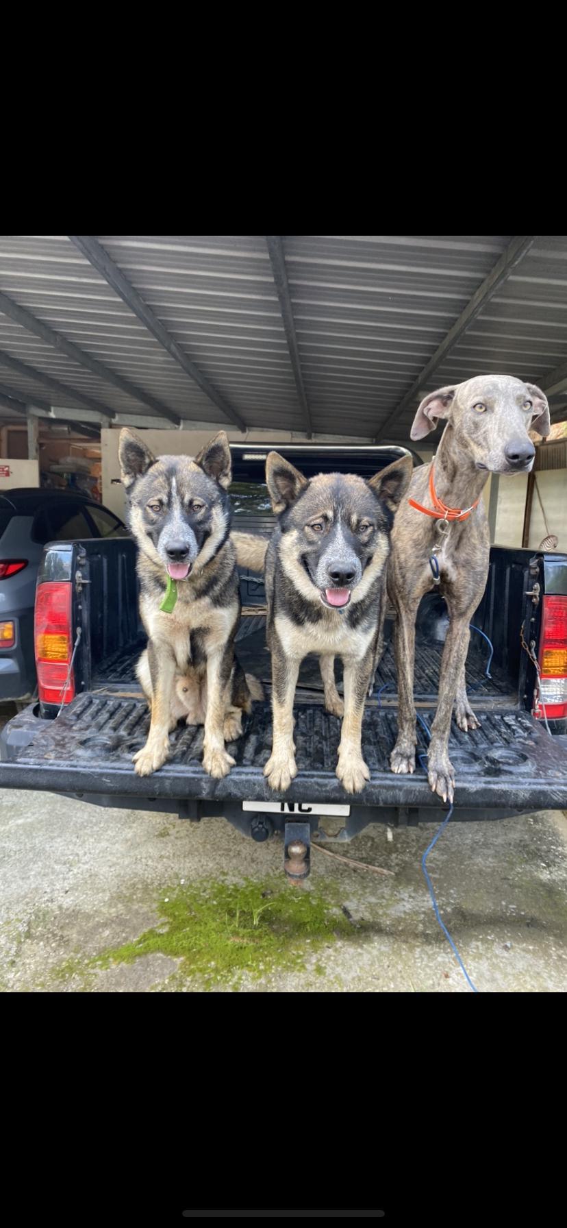 CHIEN HUSKY POUR FAMILLE D ACCEUIL 