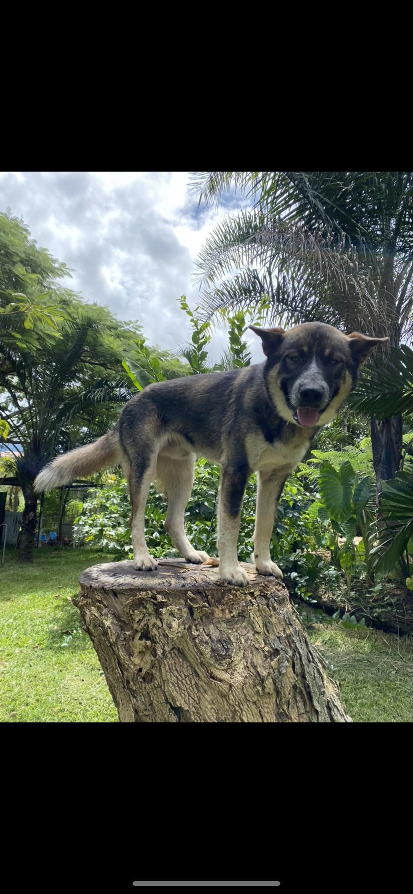 CHIEN HUSKY POUR FAMILLE D ACCEUIL 