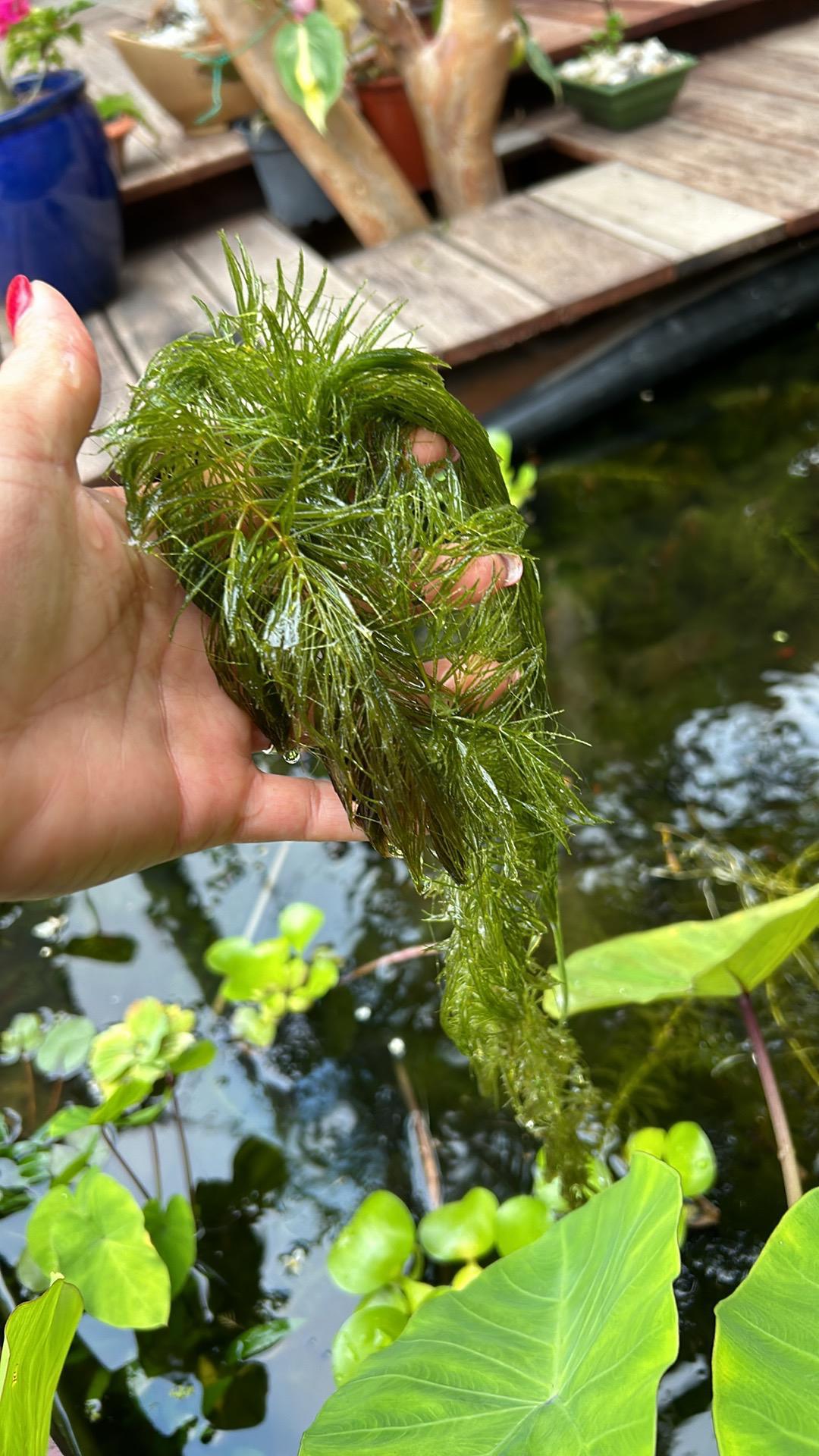 A vendre plantes aquatiques