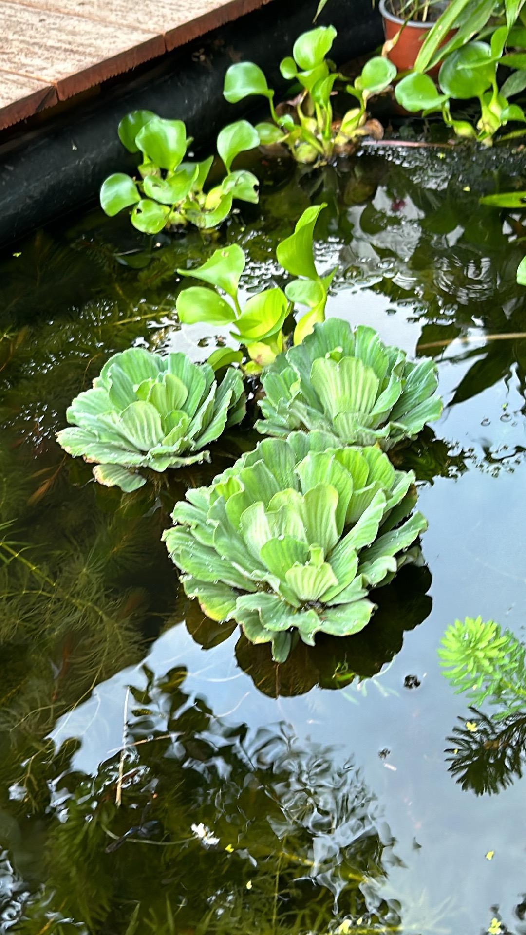 A vendre plantes aquatiques