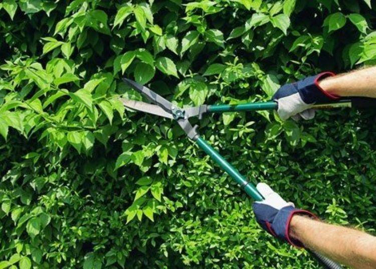 Nuova ordinanza sul taglio delle piante sporgenti
