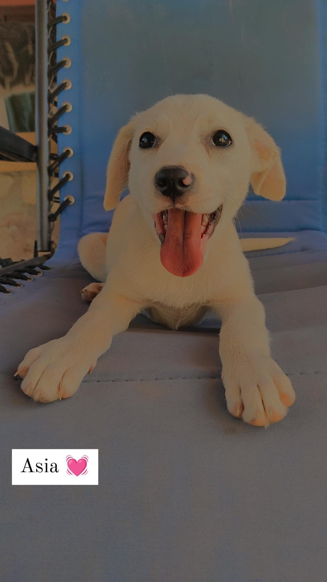 ASIA CERCA FAMIGLIA ASIA CERCA FAMIGLIA