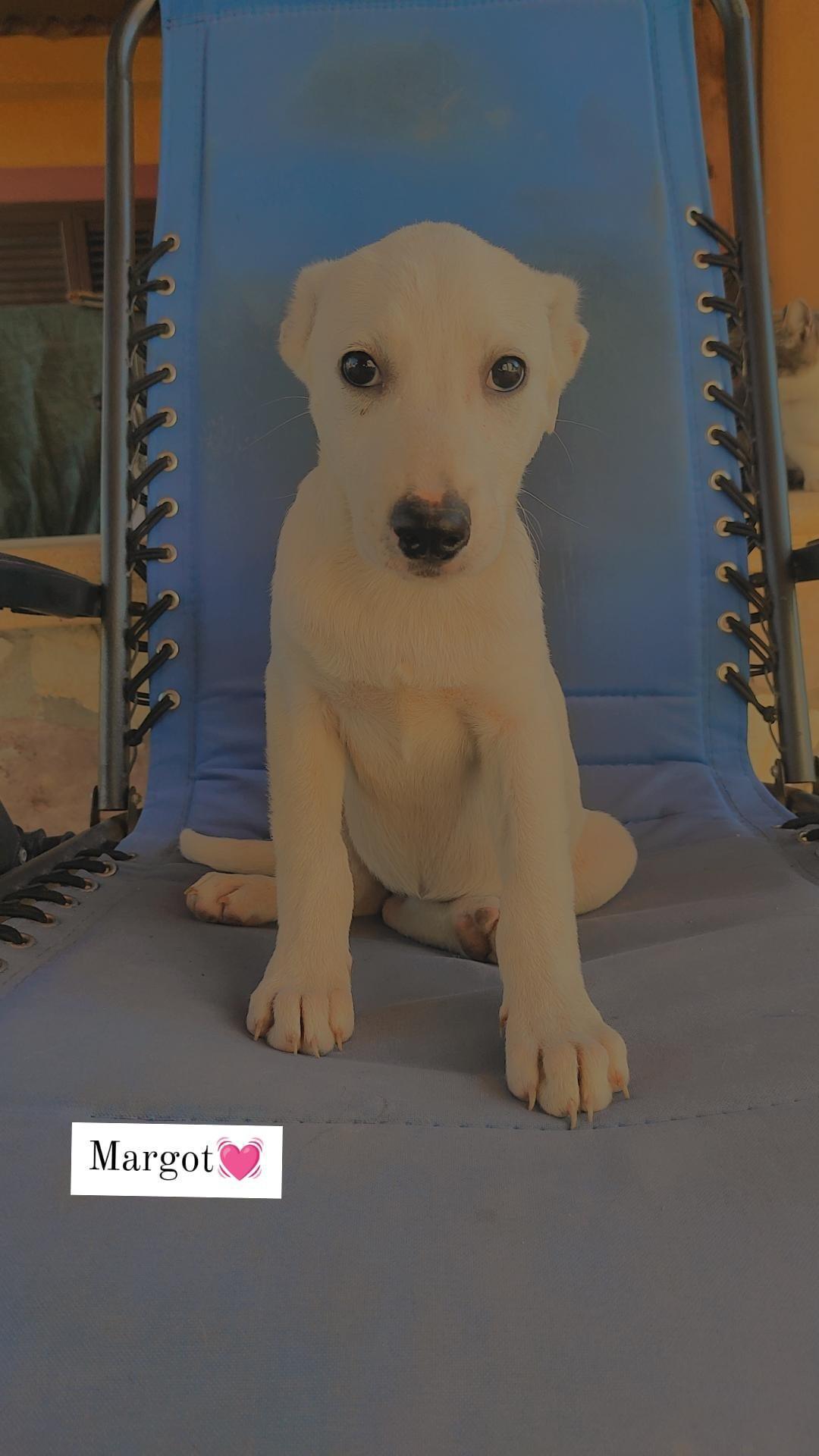 MARGOT CERCA FAMIGLIA MARGOT CERCA FAMIGLIA