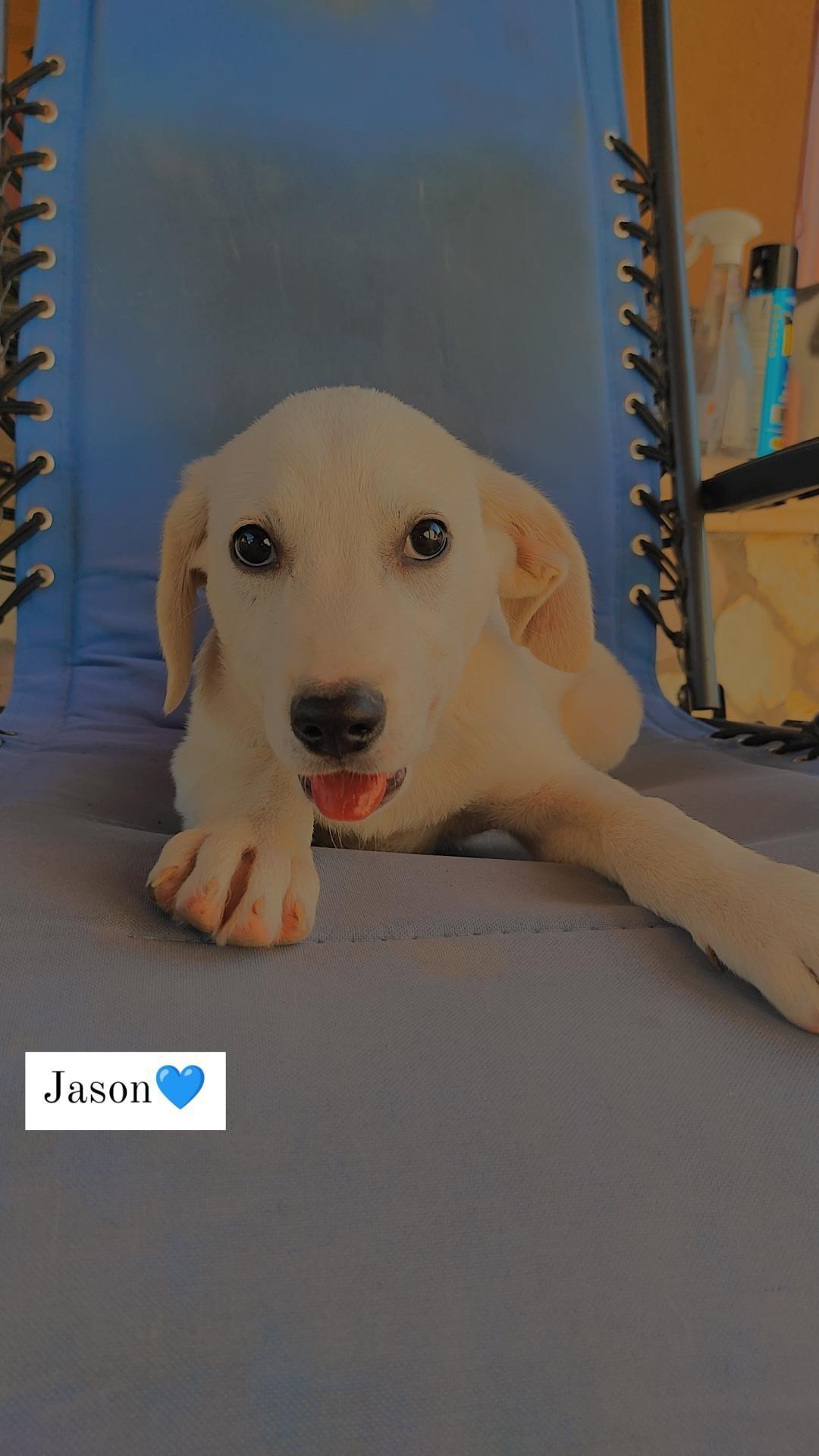 JACK CERCA FAMIGLIA JACK CERCA FAMIGLIA