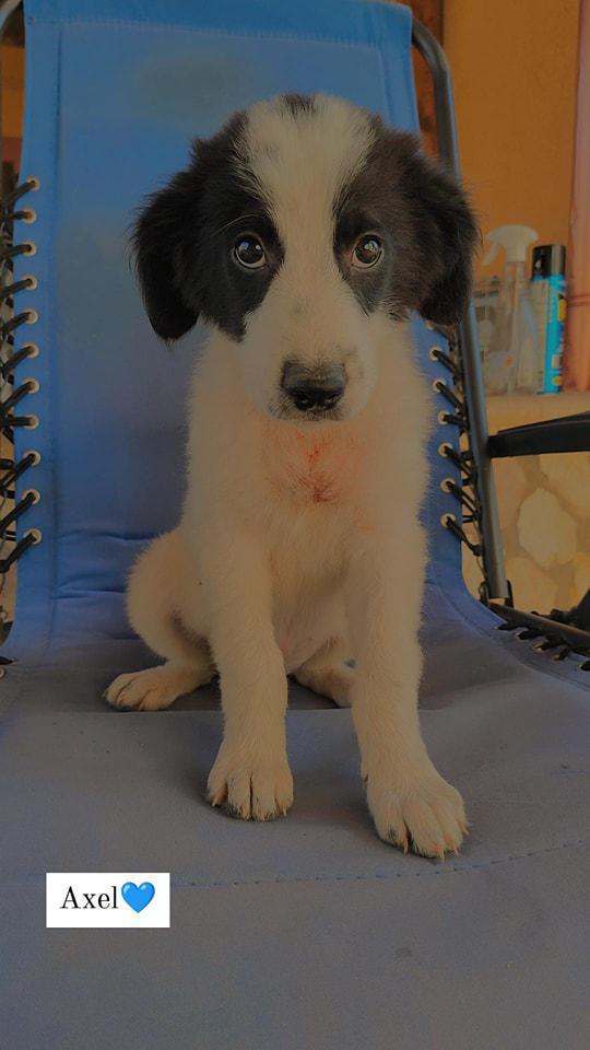 AXEL CERCA FAMIGLIA AXEL CERCA FAMIGLIA