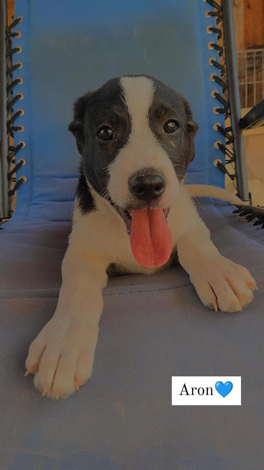 ARON CERCA FAMIGLIA ARON CERCA FAMIGLIA