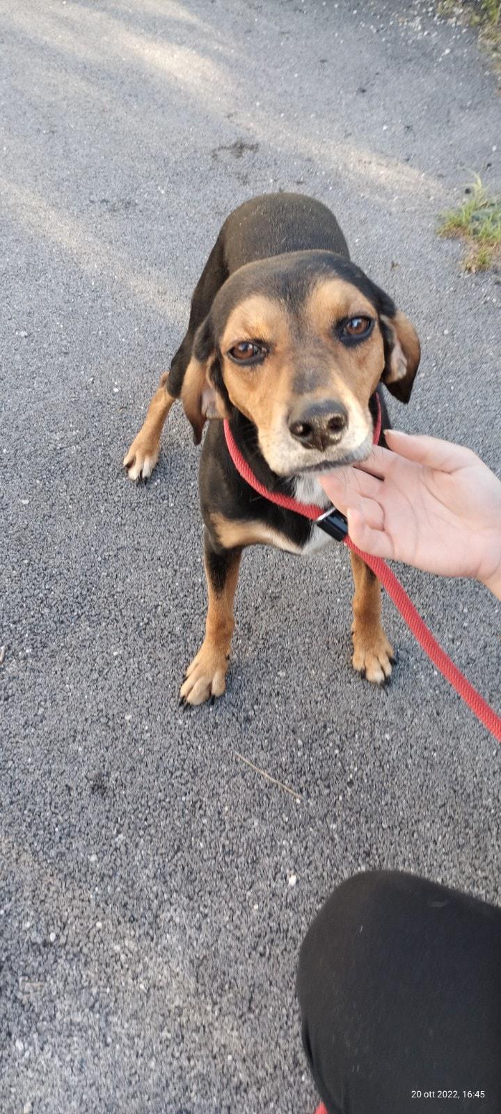 GIANNI CERCA FAMIGLIA GIANNI CERCA FAMIGLIA