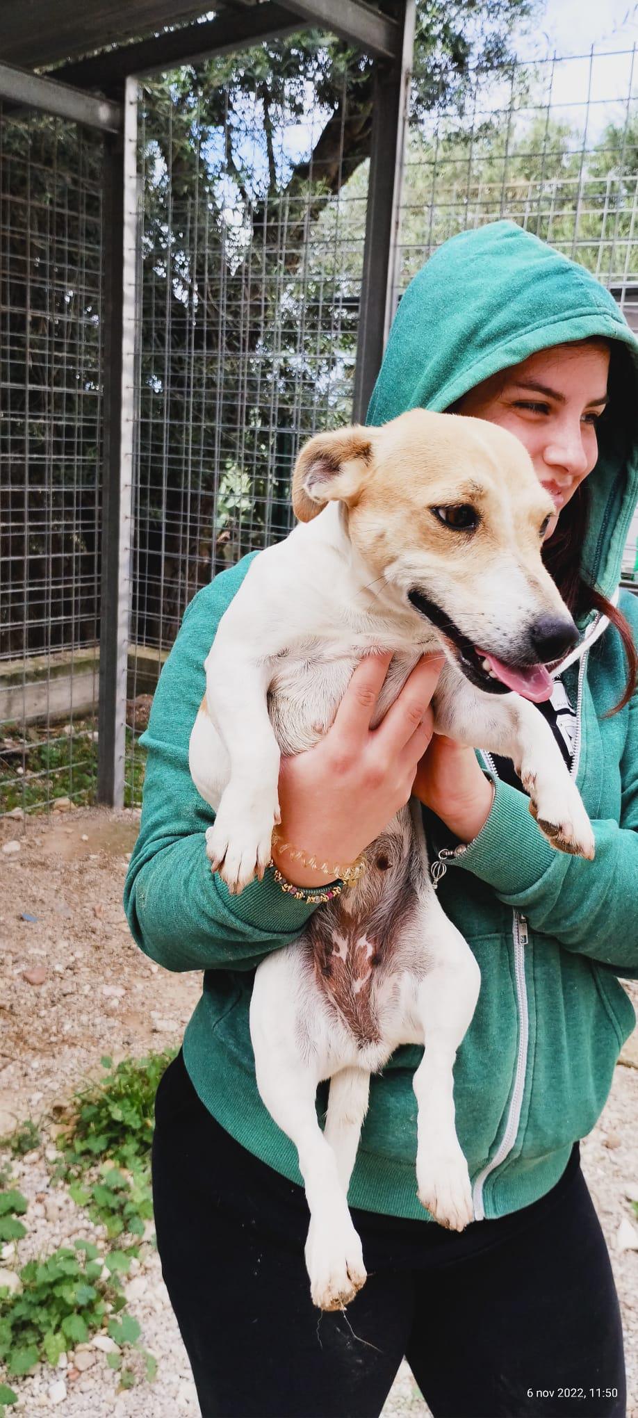 HONEY CERCA FAMIGLIA HONEY CERCA FAMIGLIA