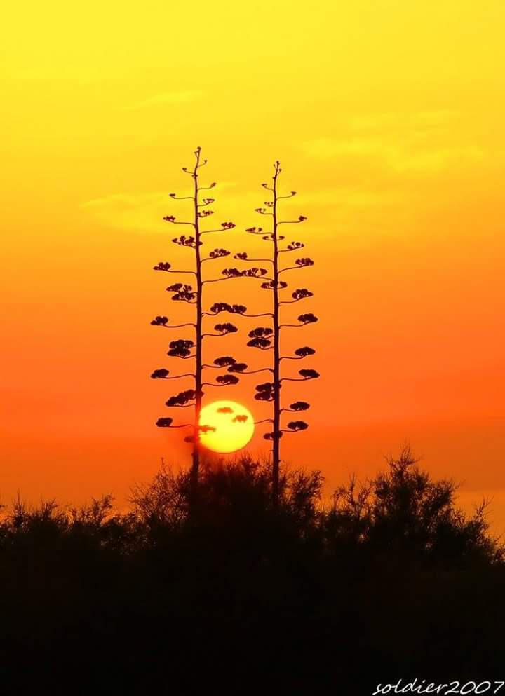 Riserva naturale orientata di Capo Rama - Capo Rama Oriented Nature Reserve Riserva naturale orientata di Capo Rama - Capo Rama Oriented Nature Reserve