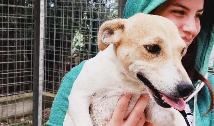 HONEY CERCA FAMIGLIA