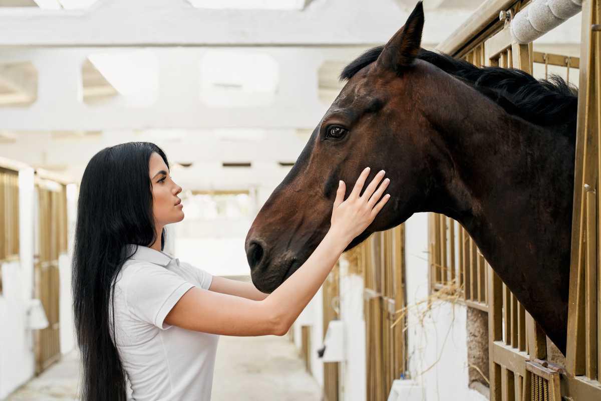 Alles rund um Pferde: Gesundheitstipps und Schnäppchenmarkt für Reiter in Osterbrock