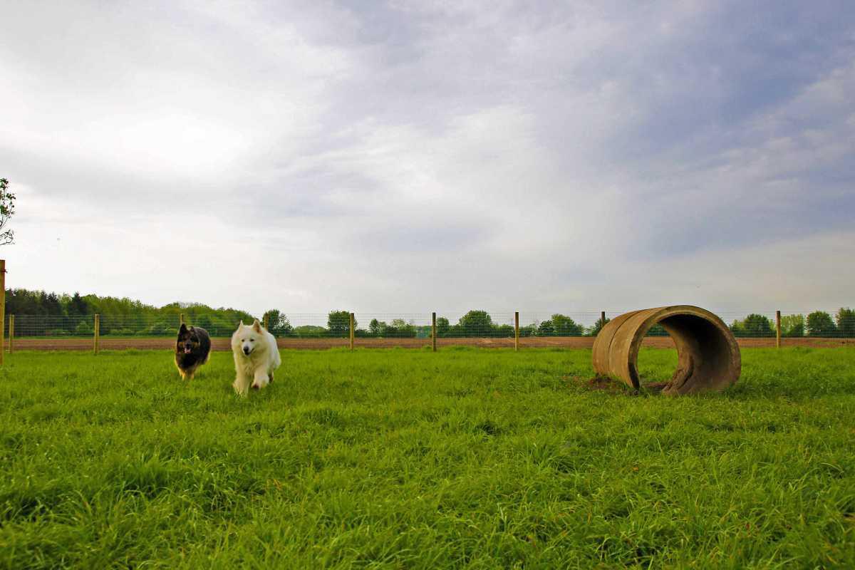 Freiheit auf vier Pfoten: Entdecke Harens neuen Hotspot für glückliche Hunde! Freiheit auf vier Pfoten: Entdecke Harens neuen Hotspot für glückliche Hunde!